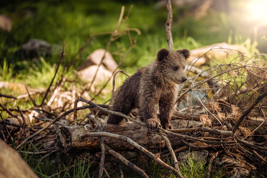 Photo Bear mascot